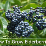 How To Grow Elderberries