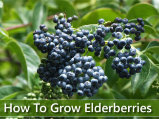 How To Grow Elderberries