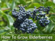 How To Grow Elderberries
