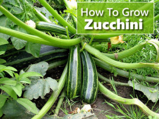 How To Grow Zucchini