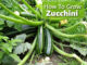 How To Grow Zucchini