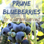 How To Prune Blueberries