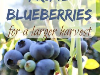 How To Prune Blueberries