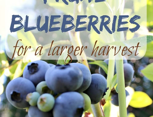 How To Prune Blueberries