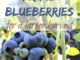How To Prune Blueberries