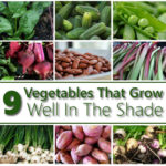 9 Vegetables That Grow In The Shade
