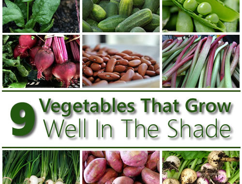 9 Vegetables That Grow In The Shade