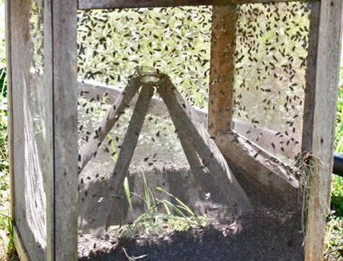 DIY King Fly Trap