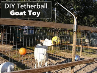 DIY Tetherball Goat Toy