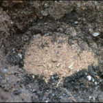 Homemade Bone Meal Fertilizer