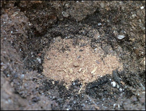 Homemade Bone Meal Fertilizer