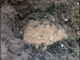 Homemade Bone Meal Fertilizer