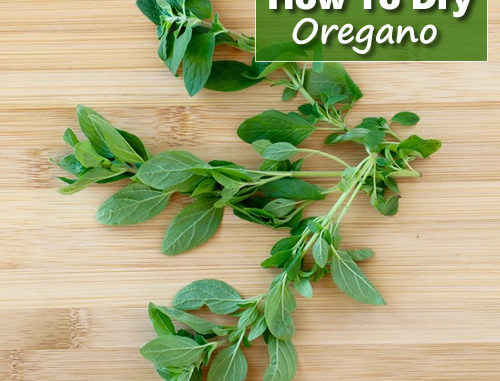 How To Dry Oregano