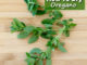 How To Dry Oregano
