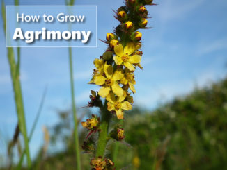 How To Grow Agrimony