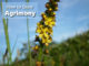 How To Grow Agrimony