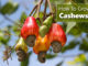 How To Grow Cashew Nuts