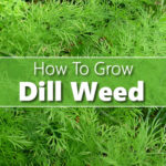 How To Grow Dill