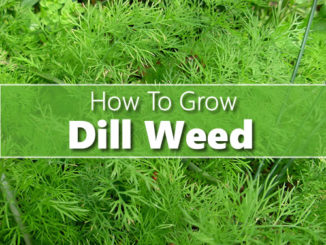 How To Grow Dill