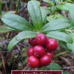 How to Grow Lingonberry