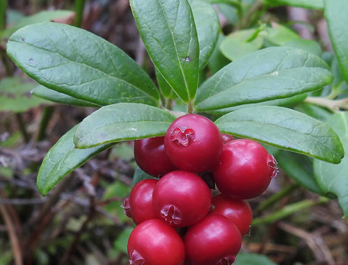 How to Grow Lingonberry