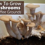 How To Grow Mushrooms In Used Coffee Grounds