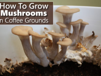 How To Grow Mushrooms In Used Coffee Grounds