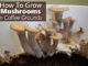 How To Grow Mushrooms In Used Coffee Grounds