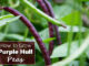How To Grow Purple Hull Peas