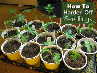 How To Harden Off Seedlings