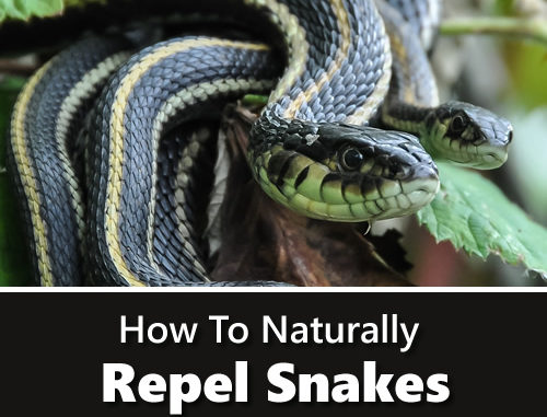 How To Repel Snakes Naturally
