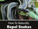 How To Repel Snakes Naturally
