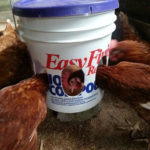 DIY Plastic Bucket Chicken Feeder