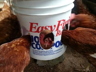 DIY Plastic Bucket Chicken Feeder