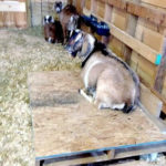 DIY Raised Goat Beds