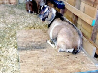 DIY Raised Goat Beds