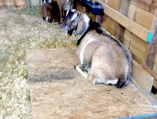DIY Raised Goat Beds