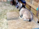 DIY Raised Goat Beds