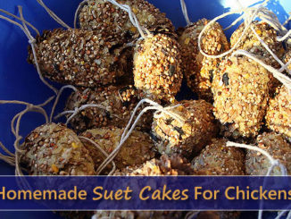 Homemade Suet Cakes For Chickens
