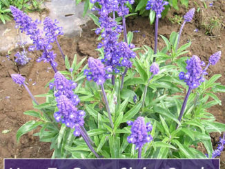 How To Grow Chia Seeds