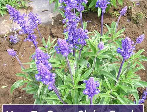 How To Grow Chia Seeds