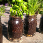 How To Grow Herbs In Mason Jars