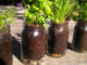 How To Grow Herbs In Mason Jars