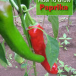 How To Grow Paprika Peppers