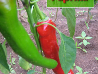 How To Grow Paprika Peppers