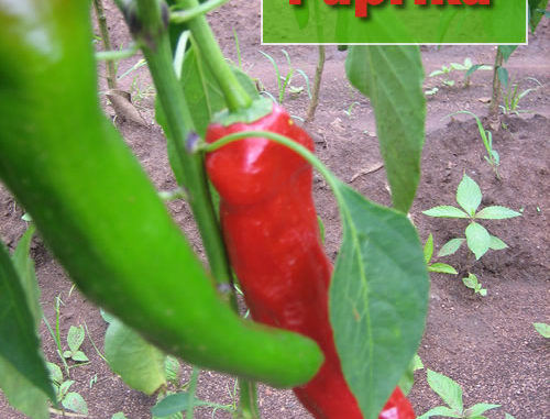 How To Grow Paprika Peppers
