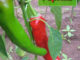How To Grow Paprika Peppers