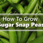 How To Grow Sugar Snap Peas