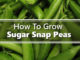 How To Grow Sugar Snap Peas