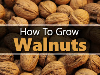 How To Grow Walnut Trees
